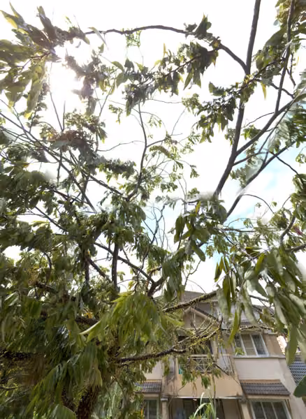 tree photo