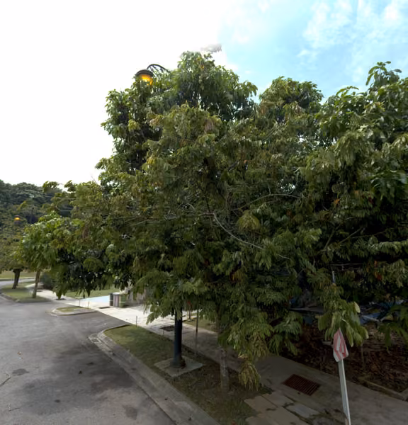tree photo