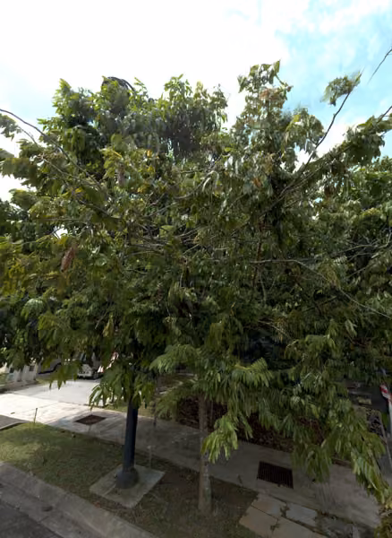 tree photo