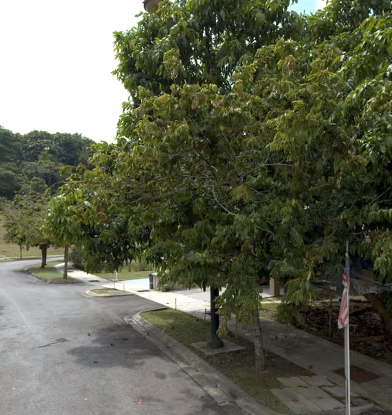 tree photo