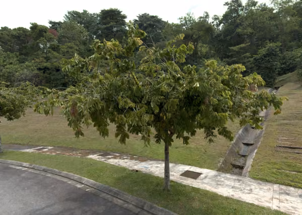 tree photo