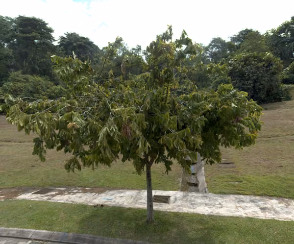 tree photo