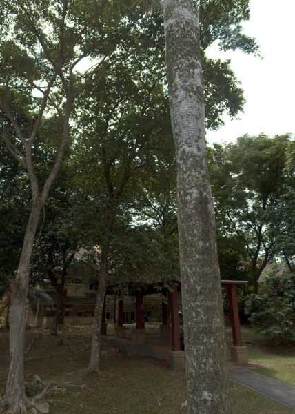 tree photo
