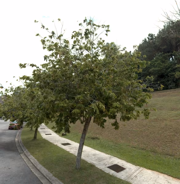tree photo