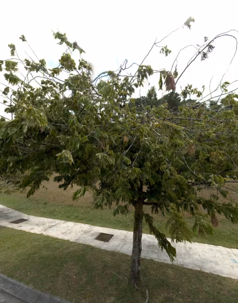 tree photo