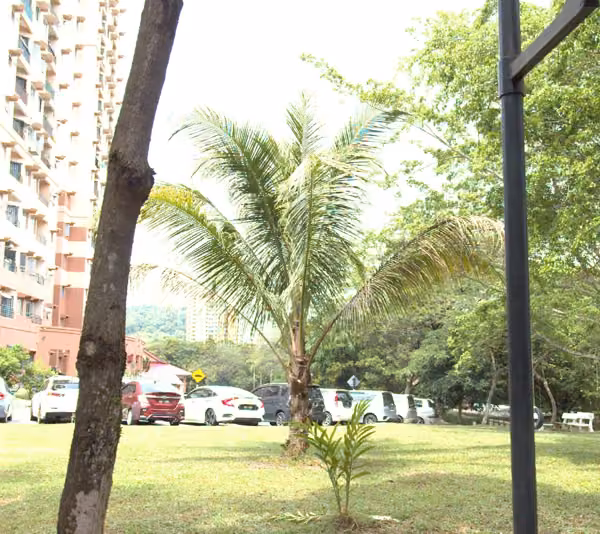 tree photo