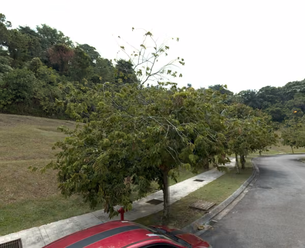 tree photo