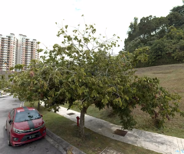 tree photo