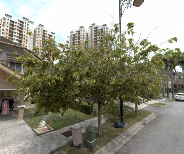 tree photo