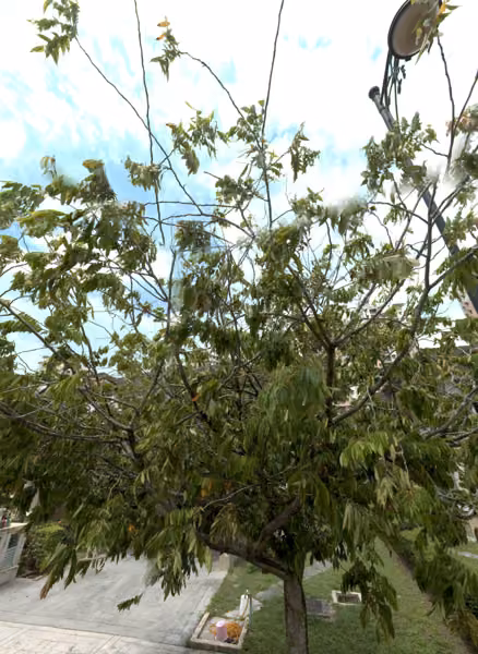 tree photo