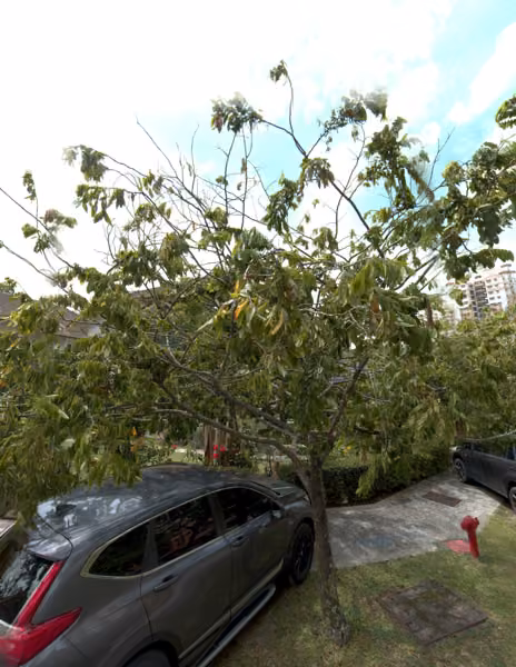 tree photo