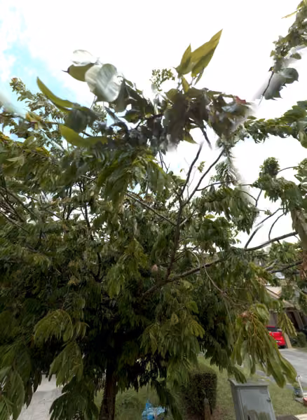 tree photo