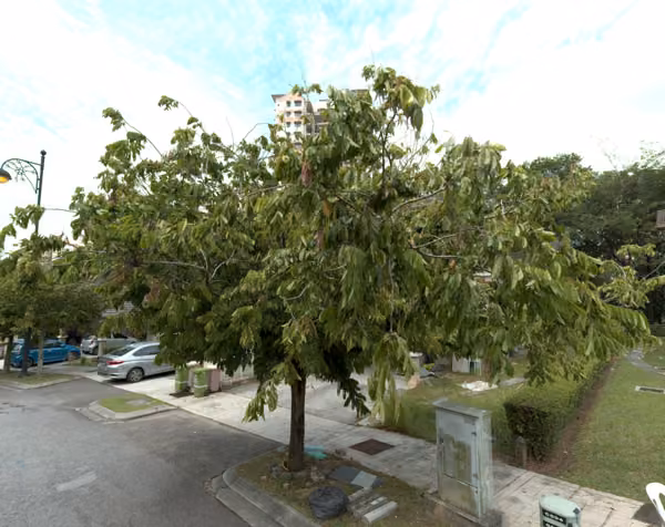 tree photo