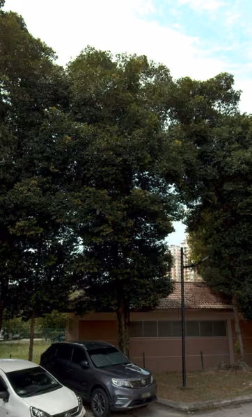 tree photo