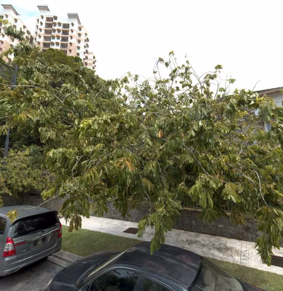 tree photo