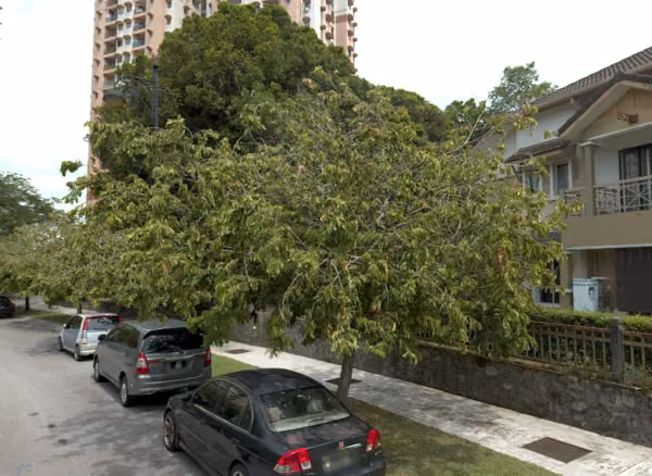 tree photo