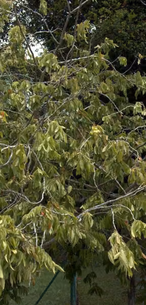 tree photo