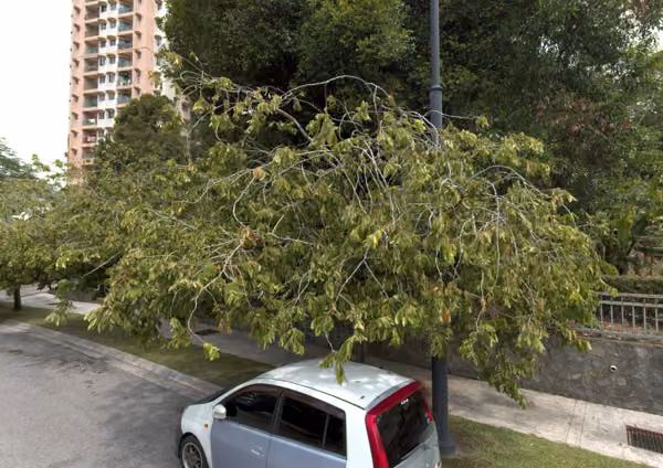 tree photo