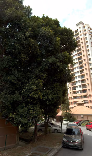 tree photo