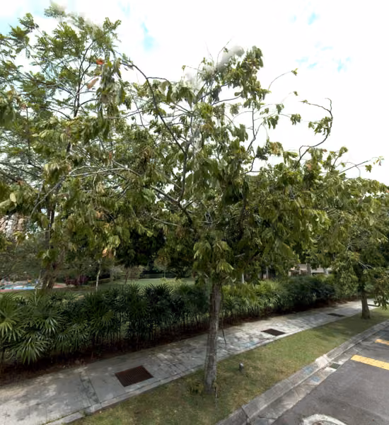 tree photo