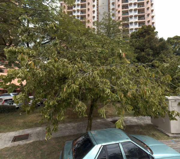tree photo