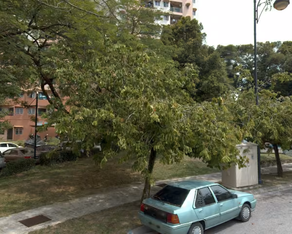 tree photo