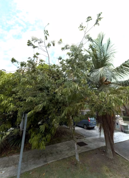 tree photo