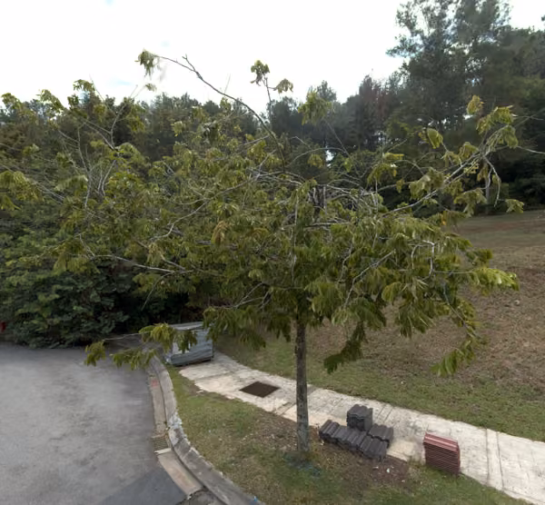 tree photo
