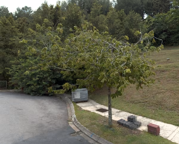 tree photo