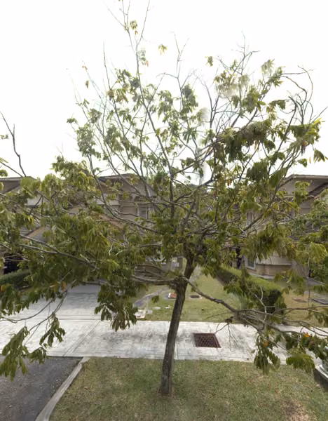 tree photo