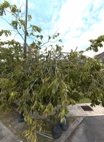 tree photo