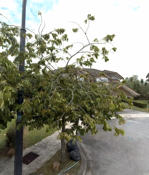 tree photo