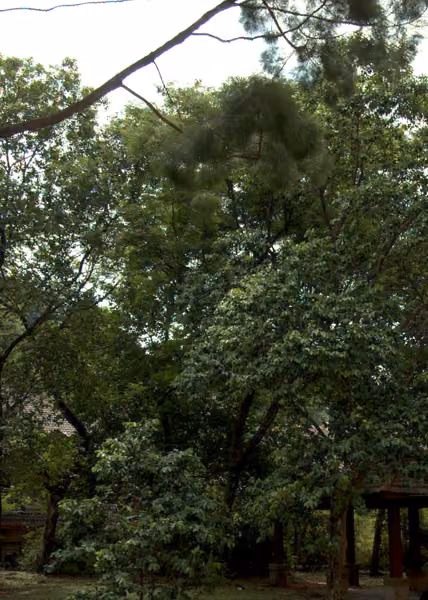 tree photo