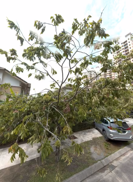 tree photo