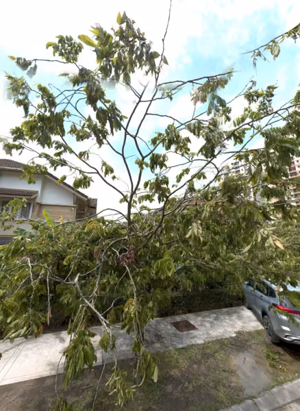 tree photo