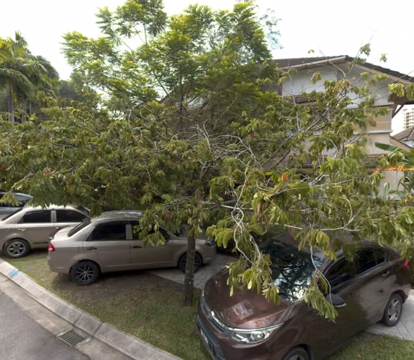 tree photo