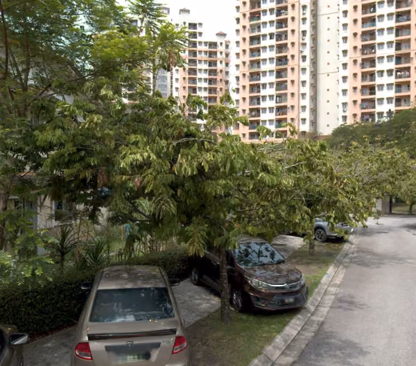 tree photo