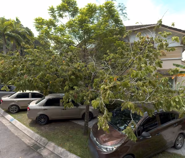 tree photo