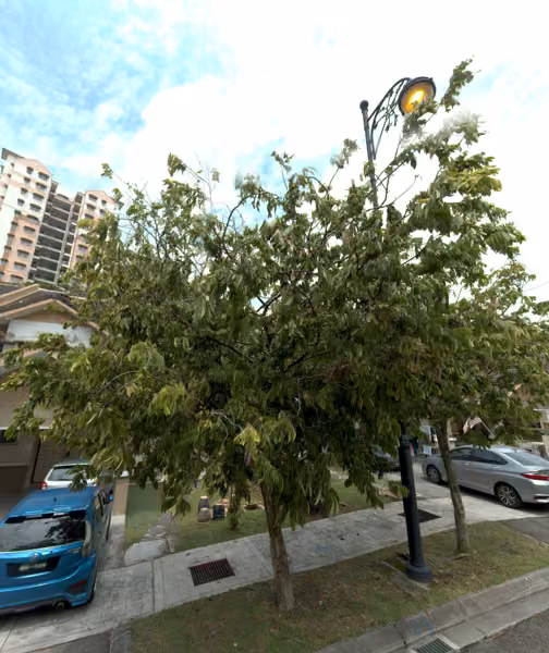 tree photo