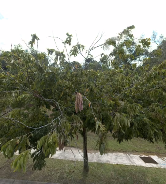 tree photo