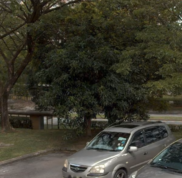 tree photo