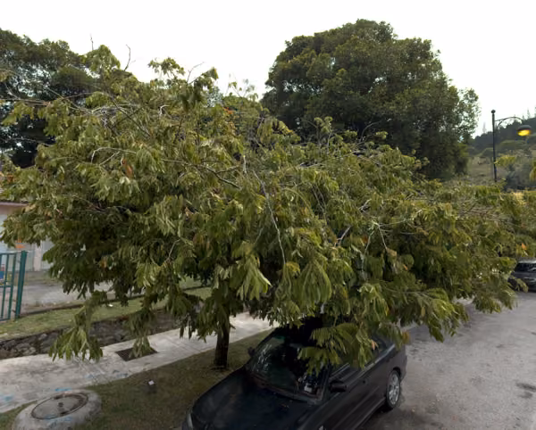 tree photo