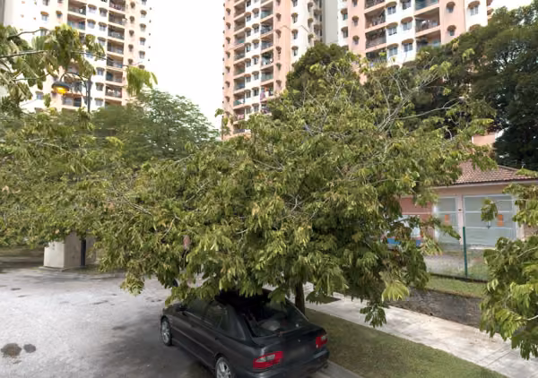 tree photo