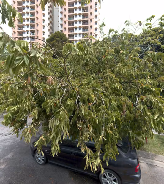 tree photo