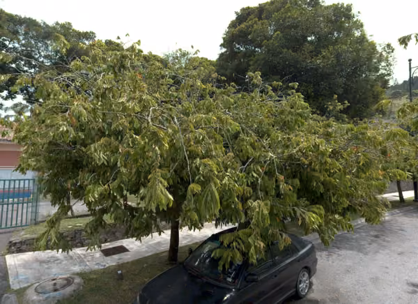 tree photo