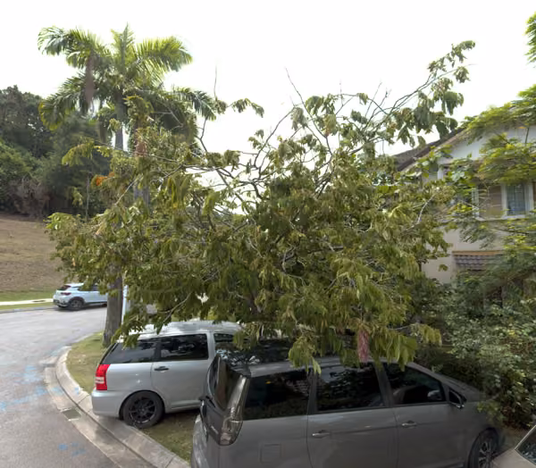 tree photo