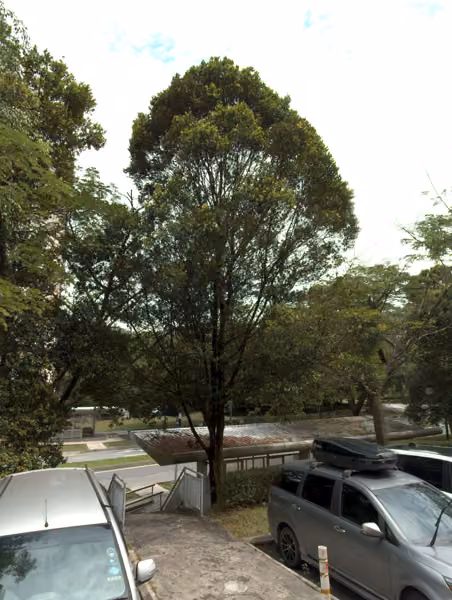 tree photo