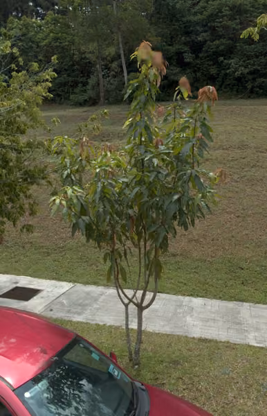 tree photo