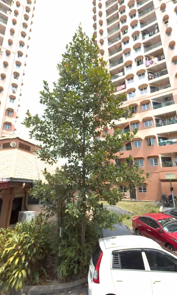 tree photo