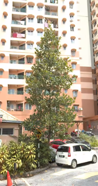tree photo
